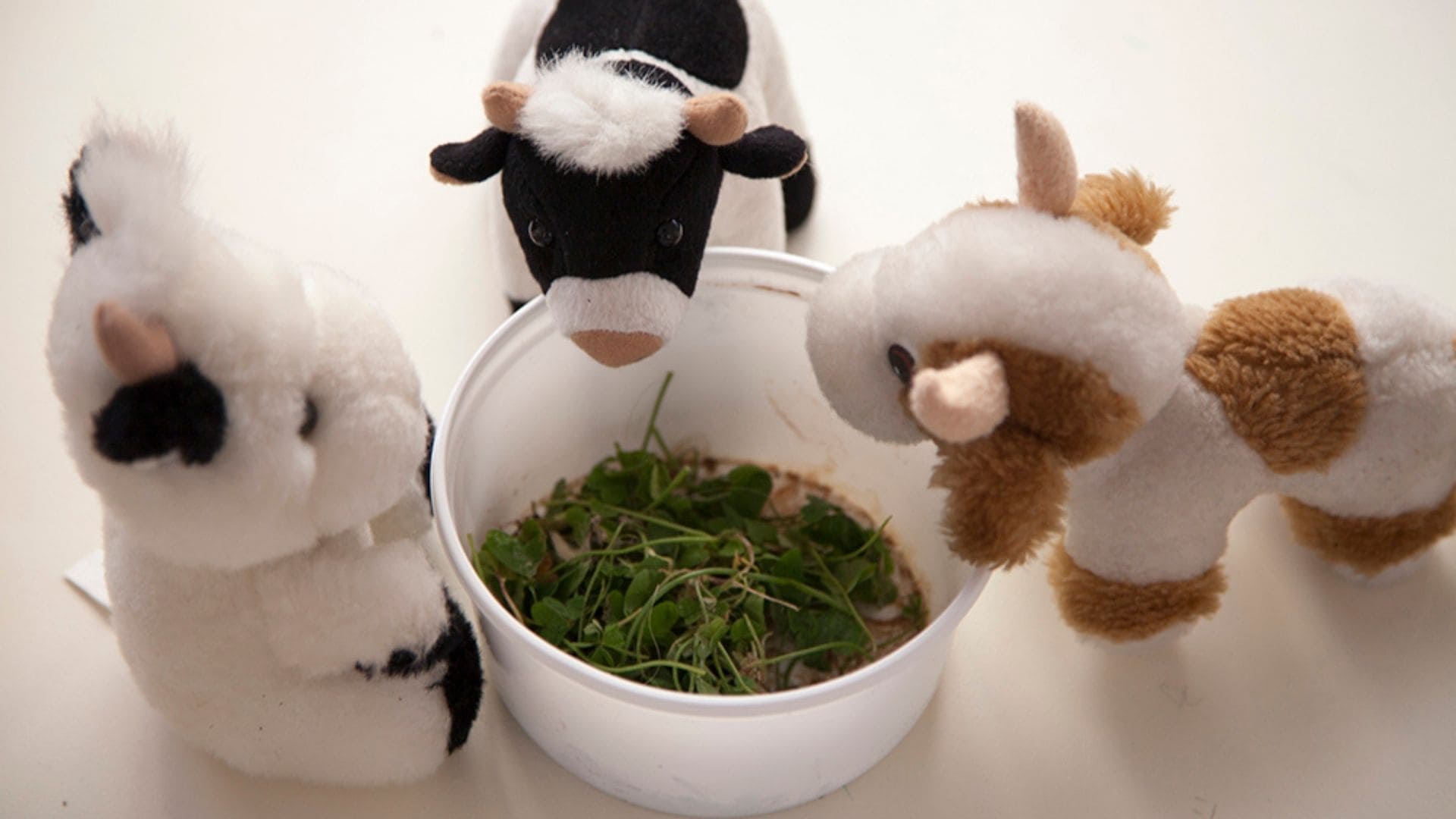 Η φύση στο μικροσκόπιο 02